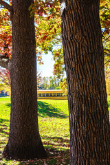 Autumn Scene with a School Bus Seen Through Tree Trunks