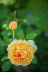 A stunning yellow rose blooms amid lush green leaves, showcasing nature's beauty