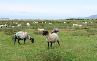 pont de Bunlahinch entre Wesport et Galway en Irlande