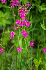Pink wildflowers thrive in lush green foliage, showcasing nature's beauty