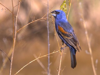 Fototapeta premium Blue Grosbeak Perched on Branch