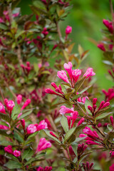Bright pink flowers bloom with lush green leaves, highlighting spring's beauty