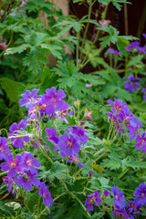 Purple flowers bloom amid lush greenery, showcasing a vibrant display of color