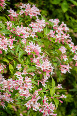 Obraz premium A cluster of pink and white flowers bursts with life in a lush garden, radiating warmth and joy
