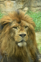 精悍な顔立ちの百獣の雄のライオン