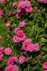 Colorful clusters of pink roses create a stunning display amidst lush green leaves in full bloom