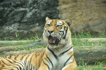 凛々しい姿　アムールトラ