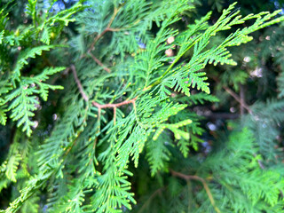 Green Thuja Hedge Tileable Seamless Texture