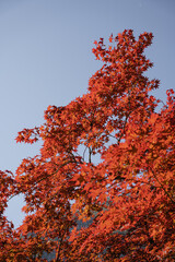 Vibrant Red Leaves of Maple Tree in Autumn