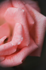 Selective focus, macro photo of peach rose in the home garden