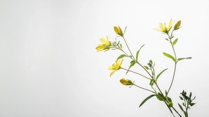 Obraz premium Five blooming yellow flowers in serene studio setting