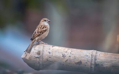 A House sparrow