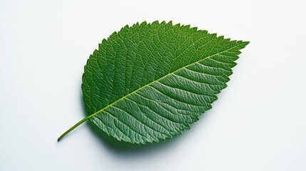 Serene green leaf on white background in studio lighting