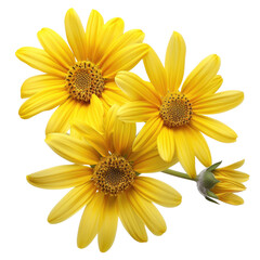 Obraz premium Close-up of three vibrant yellow flowers, petals sharply defined, central disc a rich golden yellow