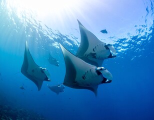 Majestic Manta Rays Soaring Through the Deep Blue Sea