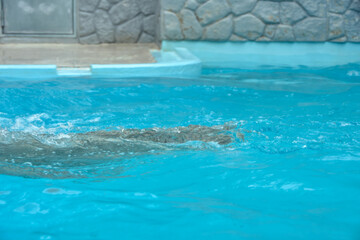 プールで泳ぐシロクマ