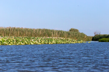 Russia. Astrakhan region. Blooming lotuses along the banks of the Volga River