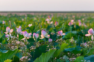 Russia. Astrakhan region. Lotus fields in the Volga River delta. Blooming lotuses.