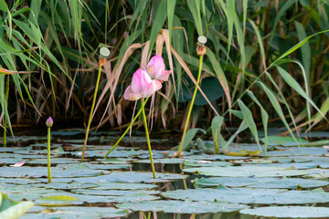 Russia. Astrakhan region. Volga River Delta. Blooming lotuses against the background of green...