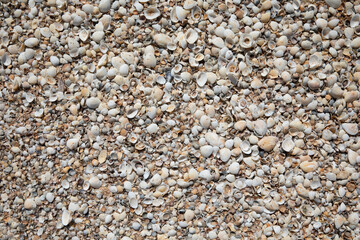 a lot of seashell on the sand as background