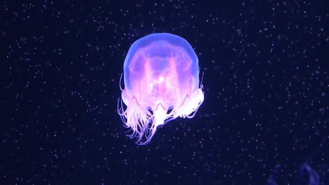 Closeup shot of Spirocodon Saltator, the endemic jellyfish of Japan floating underwater. 4K  