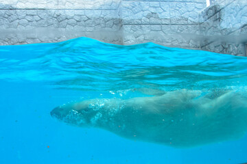 Obraz premium 大迫力 水中を泳ぐシロクマ