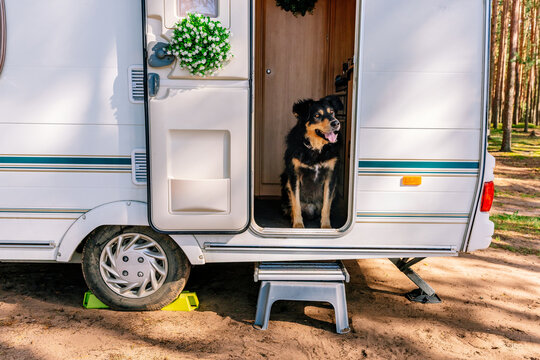 Black dog in the doorway of a camper van caravan rv in the forest. Concept: traveling with dog in camper van.