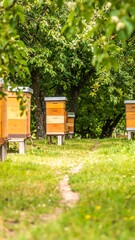Honeybee hives in a grassy orchard