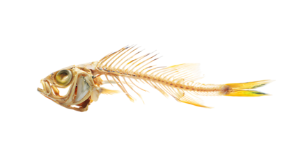 Fish skeleton with yellow tail fin and detailed bone structure isolated on a transparent background bones