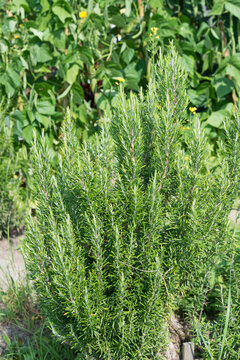 Rosamrin im Garten
