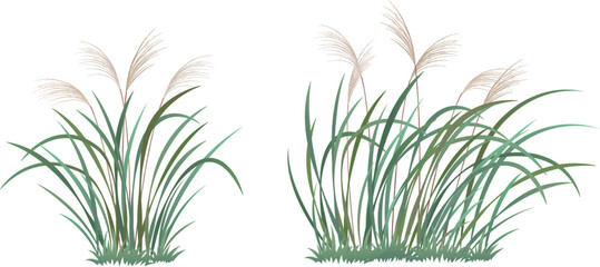 Miscanthus, pasture grass, autume grass, vector drawing collection set 01