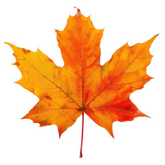 Obraz premium Autumn Maple Leaf, Illuminated against Dark Sky