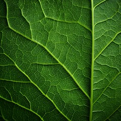 Obraz premium Intricate Green Leaf Veins: A Natural Texture