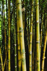 Fototapeta premium Bamboo Background