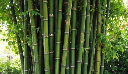 Fototapeta premium Bamboo Background