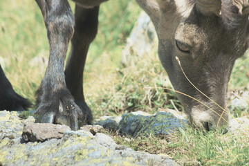 Alpine Ibex (Capra ibex) grazing in the natural environment of the Alps