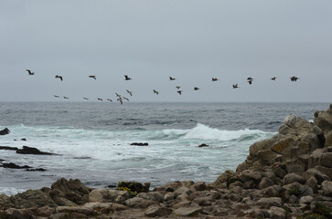 Flock Birds Flying Rocky Pacific Coast 17-Mile Drive California