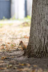 squirrel near the tree. squirrel near a tree searching for food in an urban environment. The red squirrel found a nut and is gnawing on it
