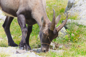Alpine Ibex (Capra ibex) grazing in the natural environment of the Alps