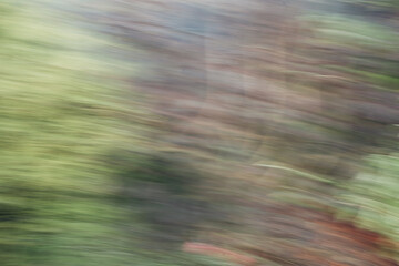 a picture of a green plant with strong motion blur