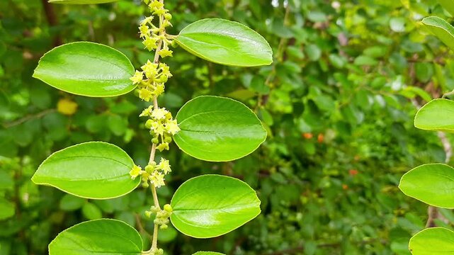 Close-up of fresh bidara leaves and small flowers. Known as Ziziphus mauritiana, green herbs, traditional herbal medicine, alternative healing, ruqyah or exorcism