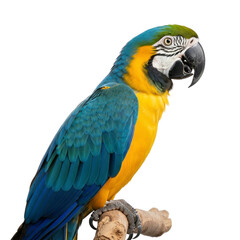 Fototapeta premium A vibrant blue and yellow macaw parrot perched on a branch, showcasing its colorful plumage against a white background.
