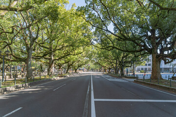 Fototapeta premium 宮崎県庁前楠並木通り