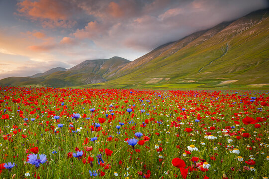 A vibrant field of red poppies, blue cornflowers, and white daisies stretches to the base of green mountains under a cloudy sky. Castelluccio di Norcia, Pian Grande, Umbria, Marche, Italy.