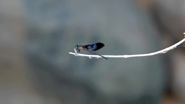 Vestalis luctuosa (Capung jarum, ebony jewelwing). This dragonfly acts as an indicator of environmental cleanliness.