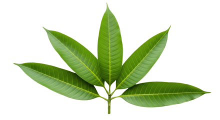 Isolated Fresh Mango Leaves
