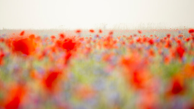 A blurred, impressionistic view of a flower field, mostly red and purple, under a hazy sky. Castelluccio di Norcia, Pian Grande, Umbria, Marche, Italy. 