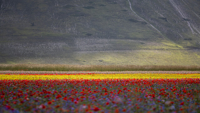 A vibrant field of wildflowers in bloom, with stripes of red, yellow, and purple, against a backdrop of green hills. Castelluccio di Norcia, Pian Grande, Umbria, Marche, Italy. 