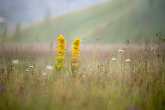 Yellow gentiana lutea, stand tall in a field of wildflowers and grasses. Castelluccio di Norcia, Pian Grande, Umbria, Marche, Italy. The flowers are the focal point, with a soft, blurred background.
