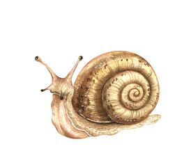 Cute snail illustration. Watercolor forest animal artwork. Hand-drawn woodland wild creature isolated on a white background. A kind and whimsical character, children's design element. © Victoria Pak